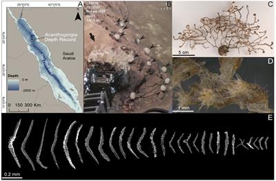 The deepest record of the octocoral Acanthogorgia from the Red Sea